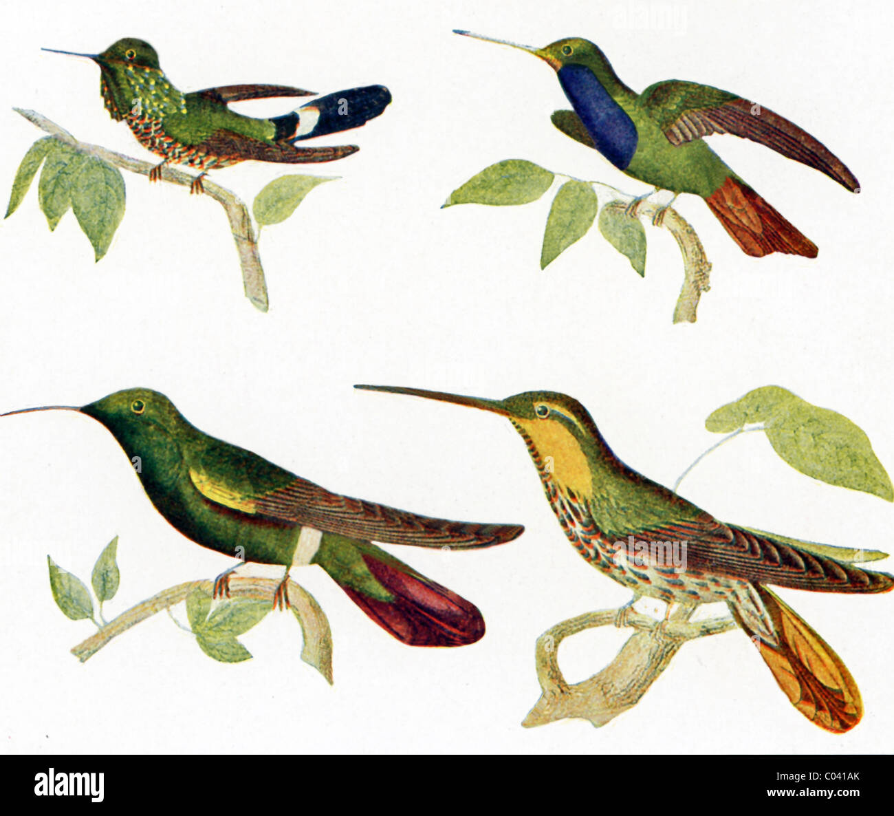 These hummingbirds belong to the family known as Trochilidae. They have brilliant colored plumage. Stock Photo