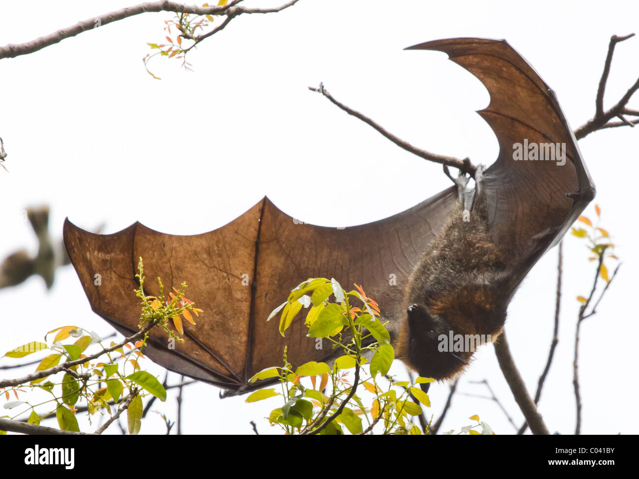 Australian fruit bats. Stock Photo