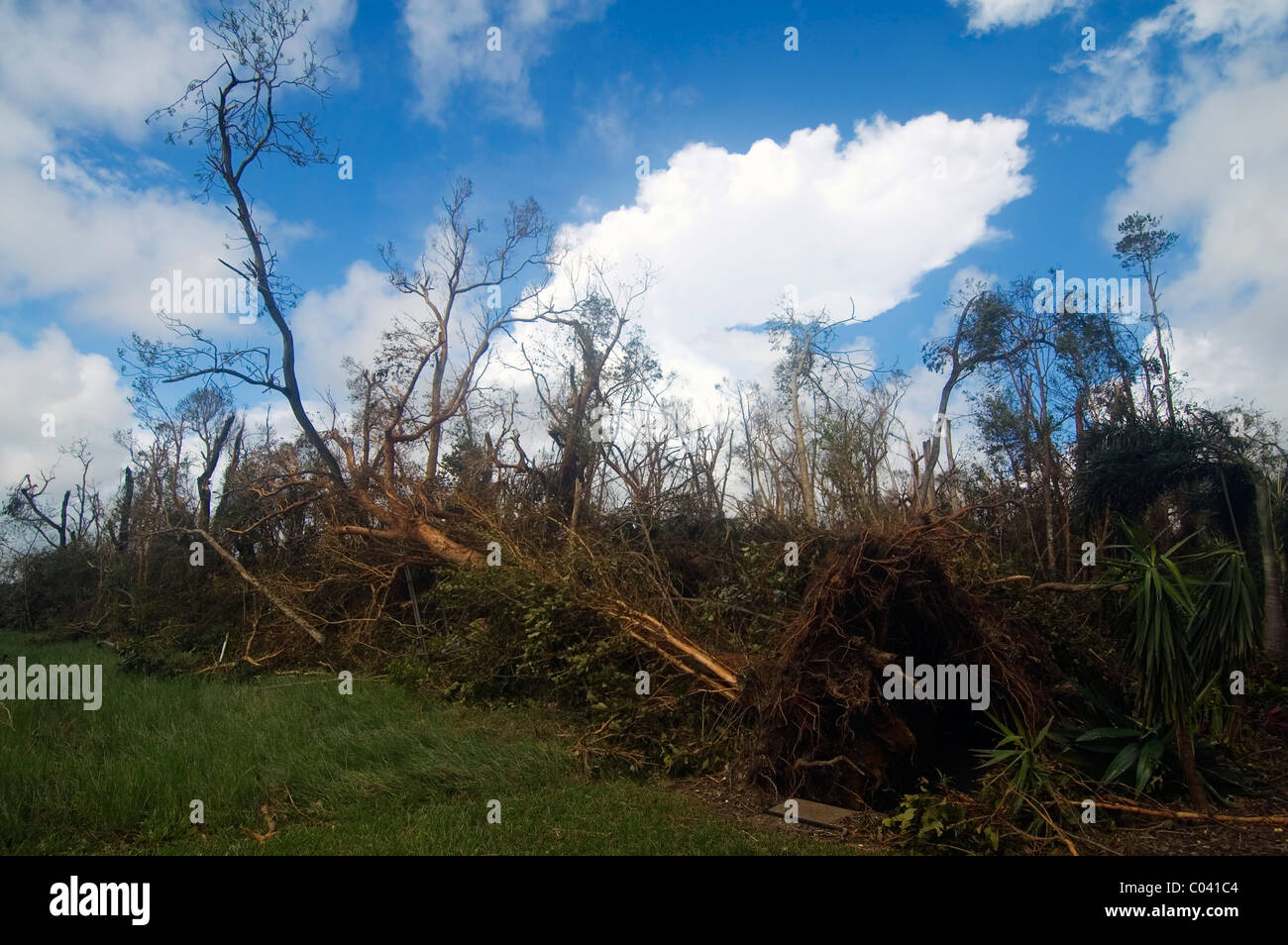 Rainforest smashed by Cyclone Yasi, Mission Beach, Queensland, Australia, 4 February 2011 Stock Photo