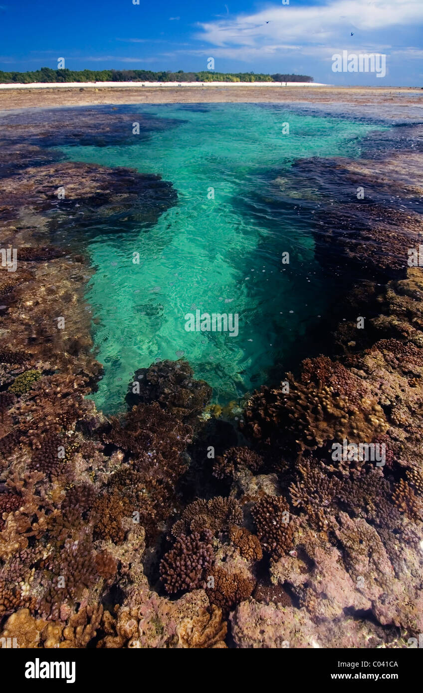 Rockpool on reef flat, North West Island, Capricornia Cays National Park, Great Barrier Reef Marine Park, Queensland, Australia Stock Photo