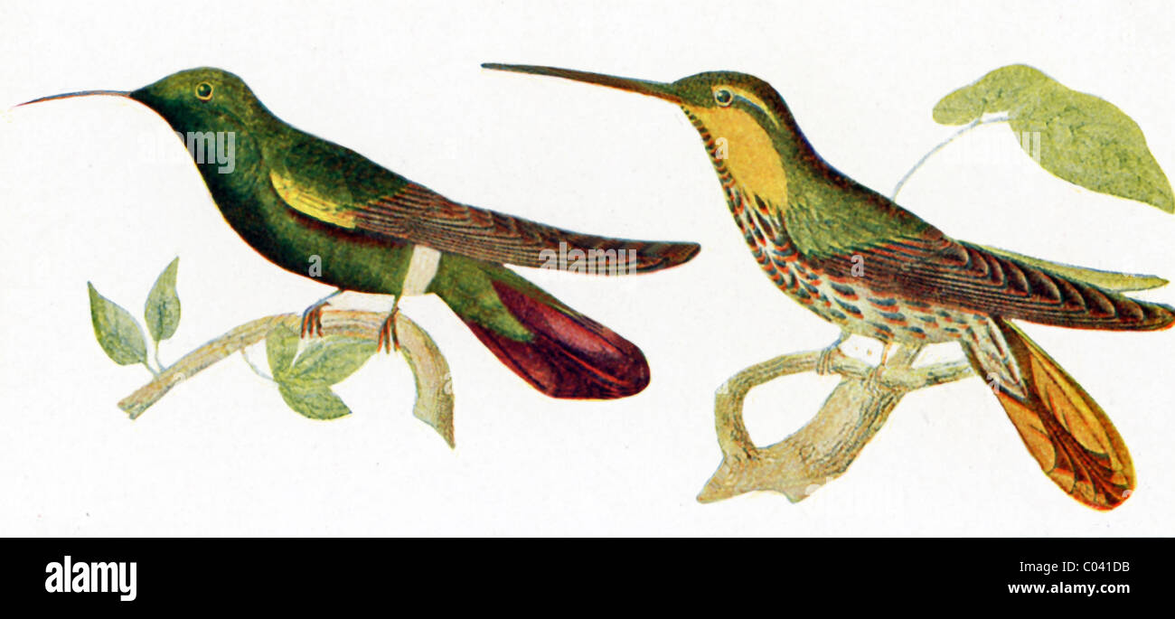 These hummingbirds belong to the family known as Trochilidae. They have brilliant colored plumage. Stock Photo