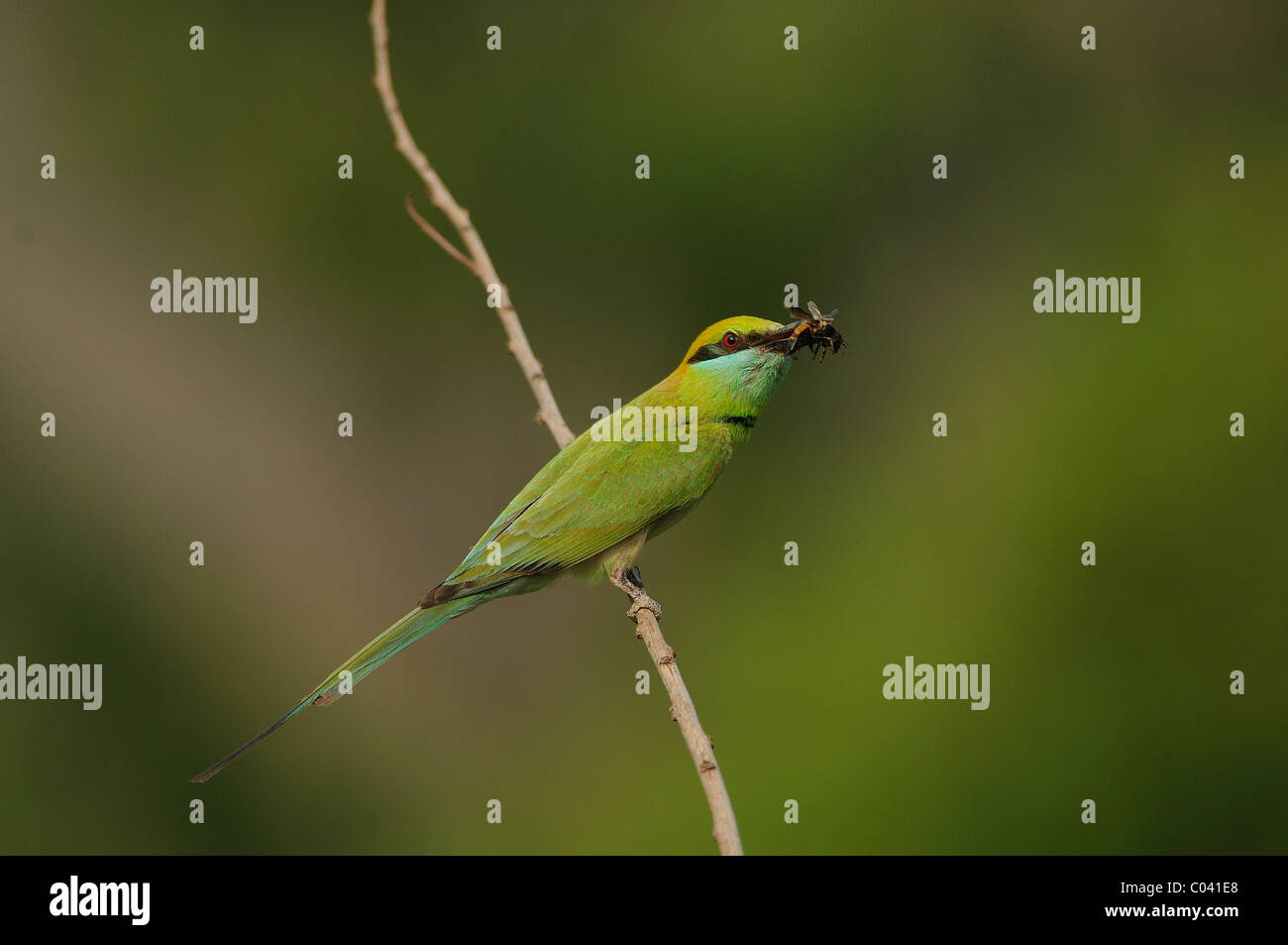 Indian green bee eater hi-res stock photography and images - Alamy