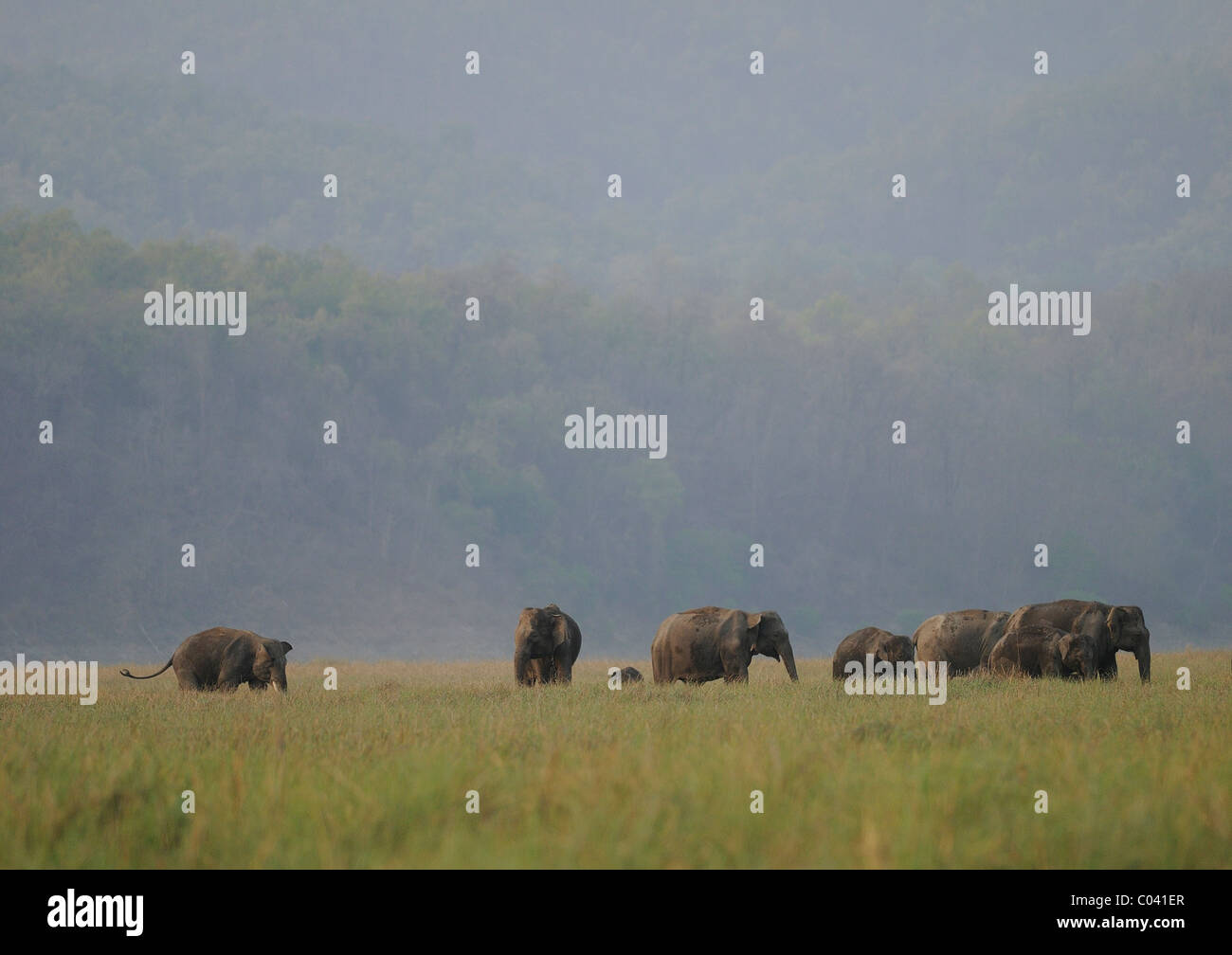 A herd of Asian Elephants (Elephas maximus) in a grassland in the Dhikala range of Jim Corbett Tiger Reserve, India Stock Photo