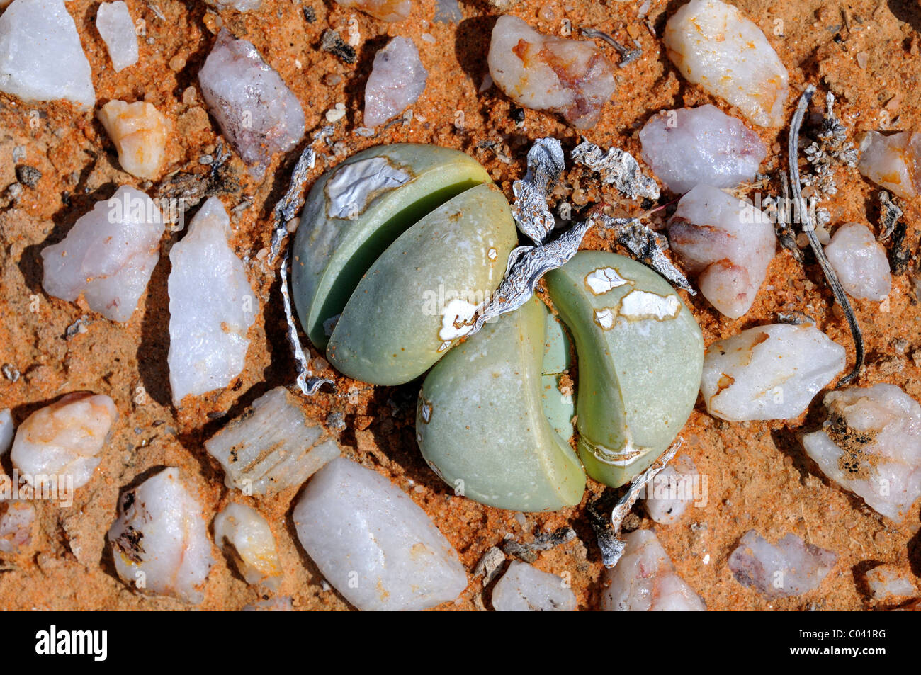 Argyroderma sp. in the quartz field of Knersvlakte, Namaqualand, South Africa Stock Photo