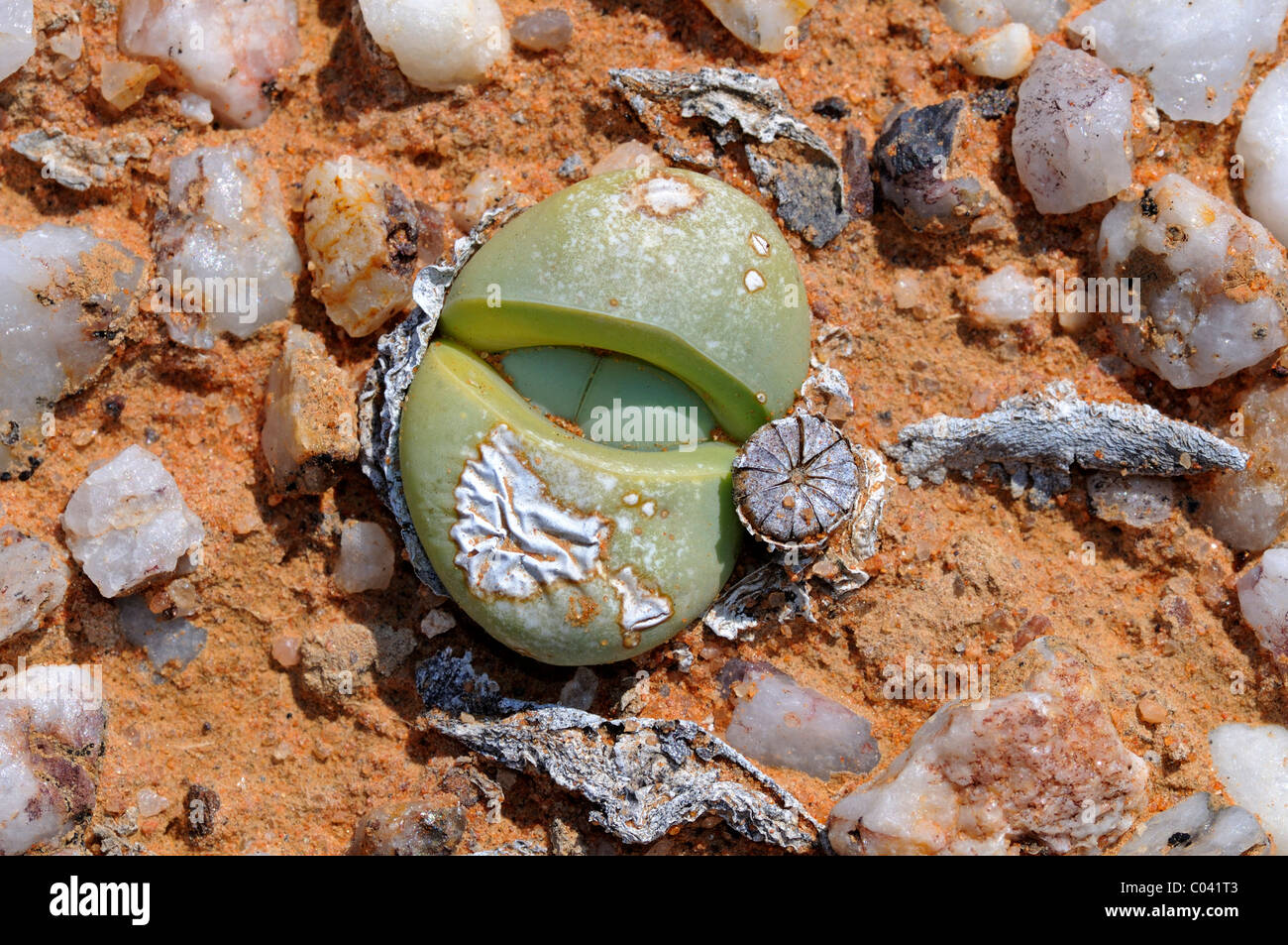 Argyroderma sp.with seed pod in the quartz field of Knersvlakte, Succulent Karoo, Namaqualand, South Africa Stock Photo