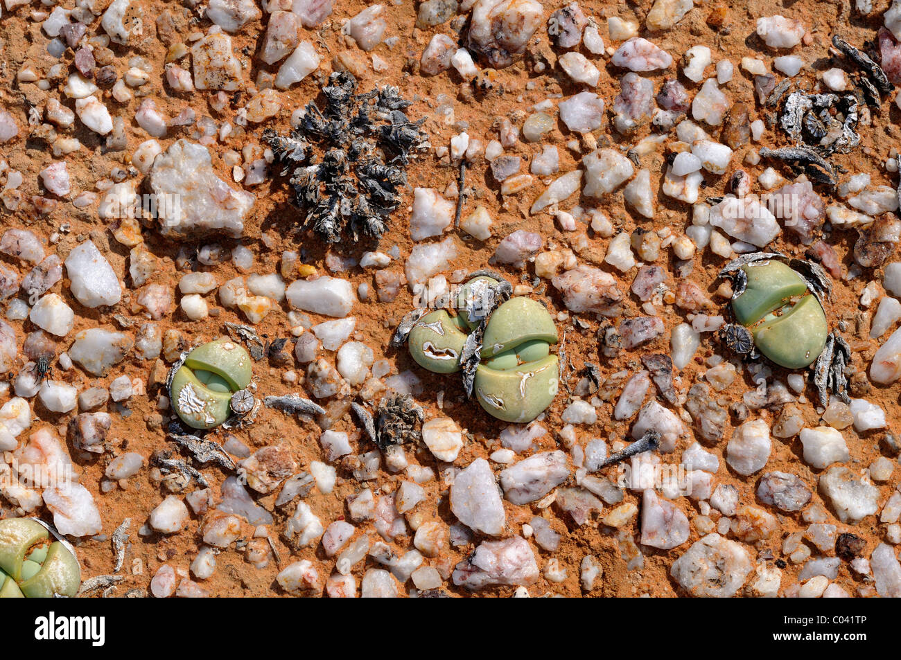 Argyroderma sp.,in the quarzfield of Knersvlakte, Succulent Karoo, Namaqualand, South Africa Stock Photo