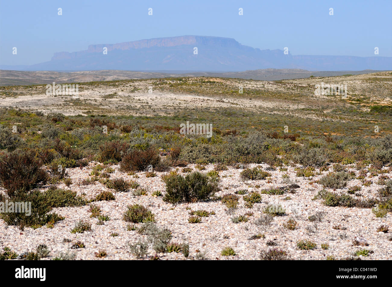 White quartz fields with typical succulent vegetation, Knersvlakte as part of the succulent karoo, Namaqualand, South Africa Stock Photo