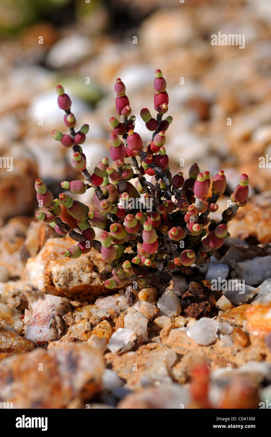 Brownanthus coralinus, quartz field, Knersvlakte, Succulent Karoo, Namaqualand, South Africa Stock Photo