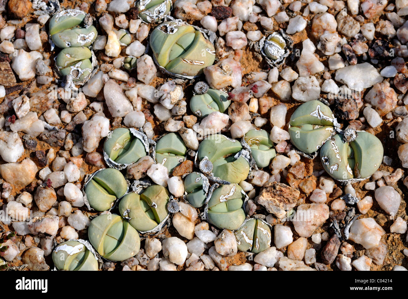 Argyroderma sp., distribution restricted to the quartz fields of the Knersvlakte region, Namaqualand, South Africa Stock Photo