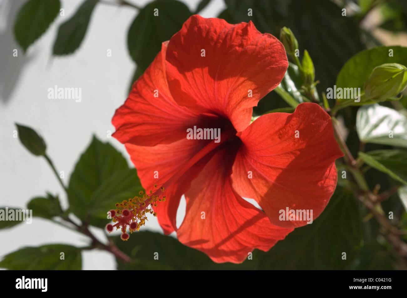 Chinese Hibiscus (Hibiscus rosa-sinensis) Stock Photo