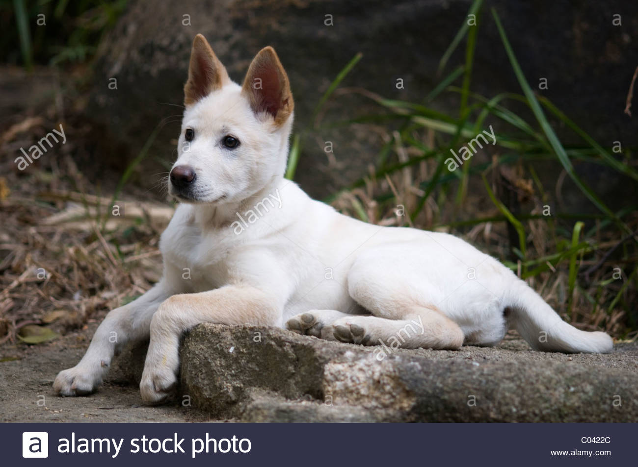 A Four Month Old Shiba Inu Cross Breed Puppy Stock Photo