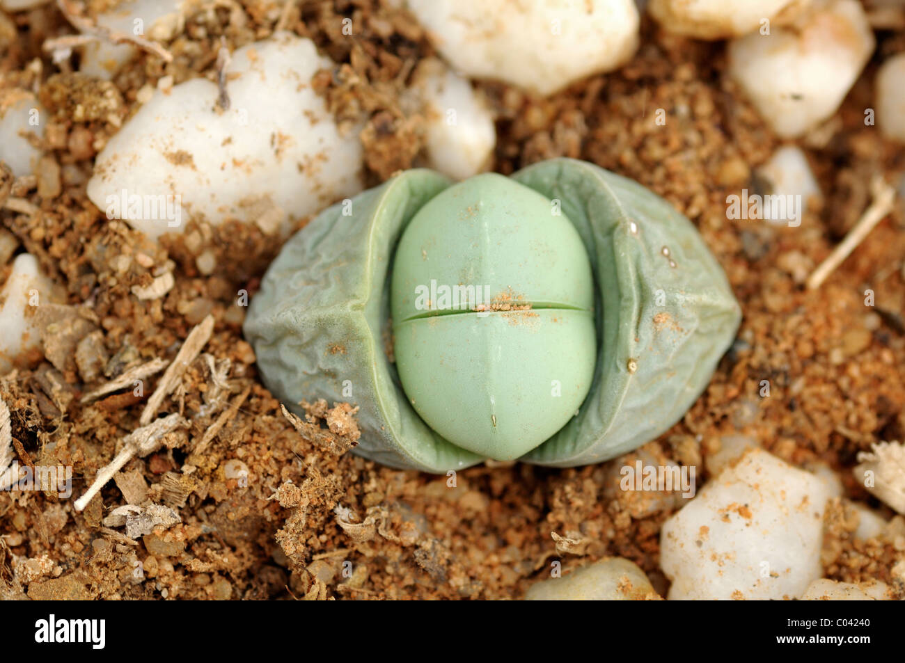 Argyroderma hi-res stock photography and images - Alamy