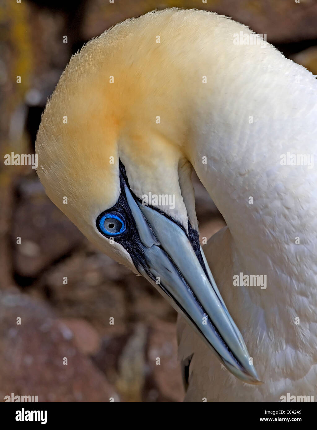 Northern gannet preening hi-res stock photography and images - Alamy