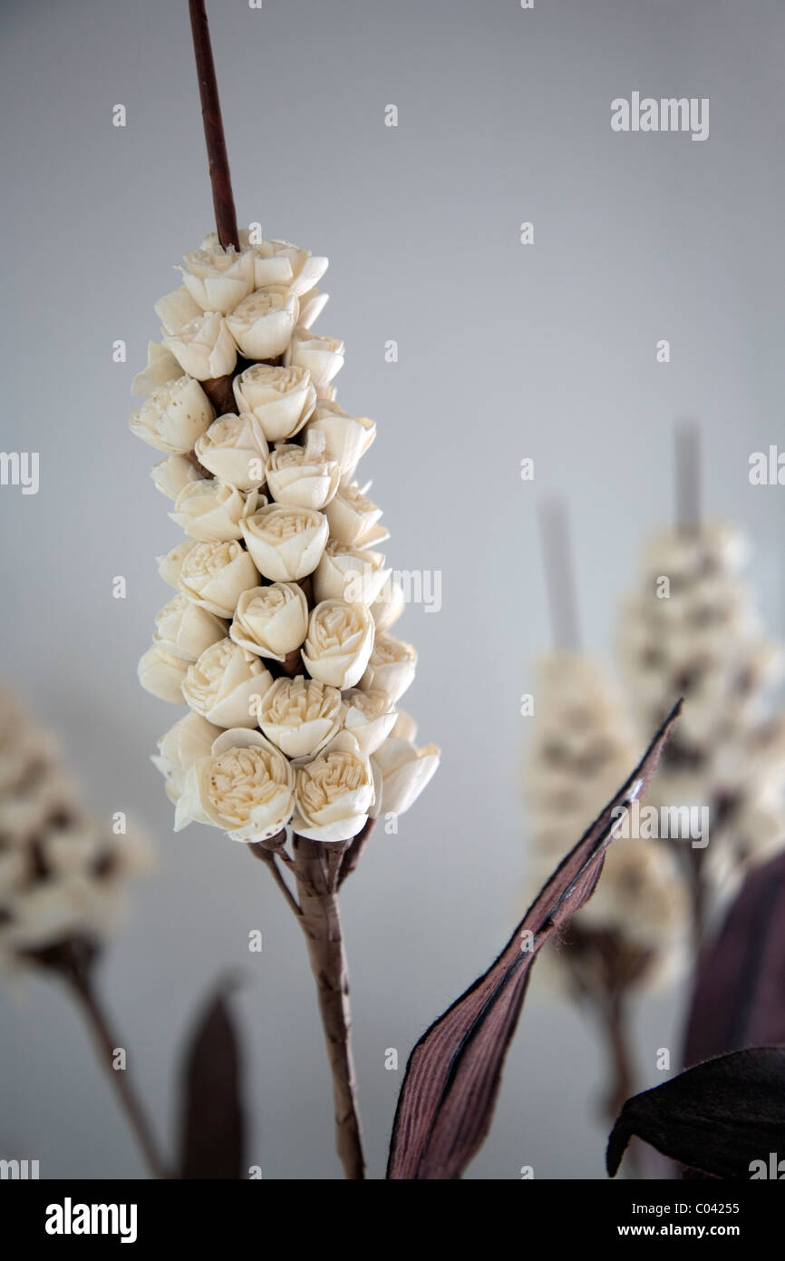 Scented sola wooden flower stems Stock Photo Alamy