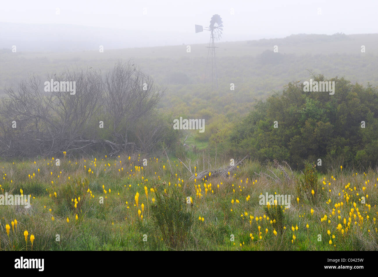 Bulbinella latifolia, rooikatstert, Bokkeveld Plateau in fog, Namaqualand, South Africa Stock Photo