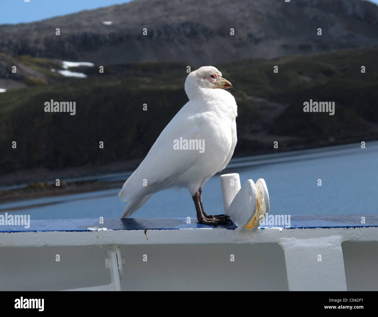 Snowy Sheathbill (Chionis Alba) on a ship, South Georgia Stock Photo