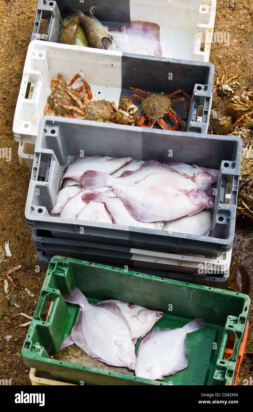 Lobsters fishing crab crabs hires stock photography and images Alamy