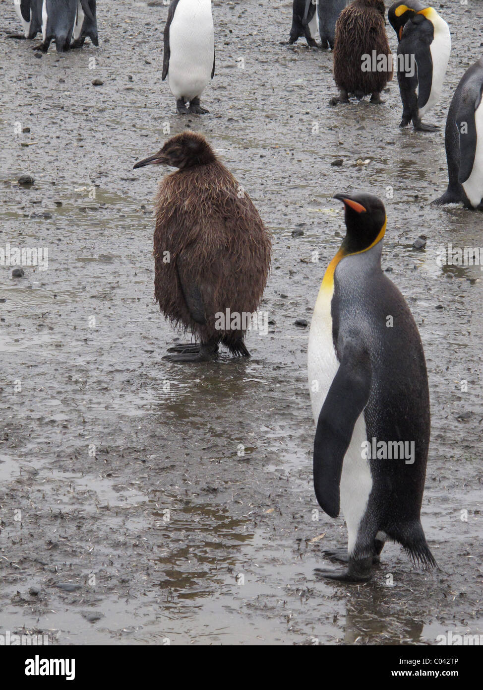 Chicks of King Penguings, suffering under the wet, rainy conditions, Salisbury Plain, South Georgia Stock Photo