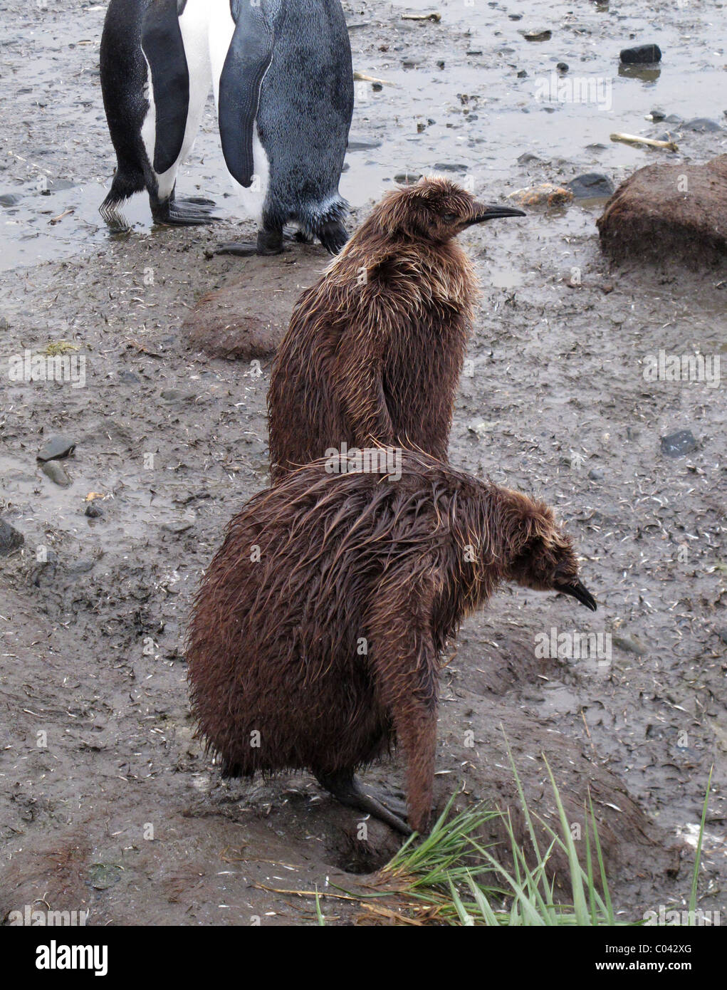 Chicks of King Penguings, suffering under the wet, rainy conditions, Salisbury Plain, South Georgia Stock Photo