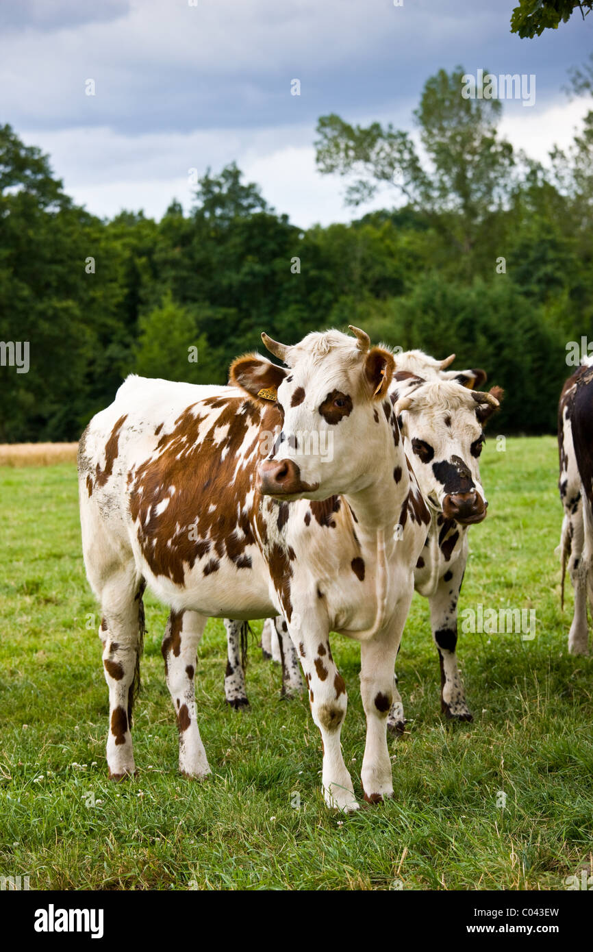 Brown and white French Normandy herd of cows in a meadow in rural Normandy, France Stock Photo