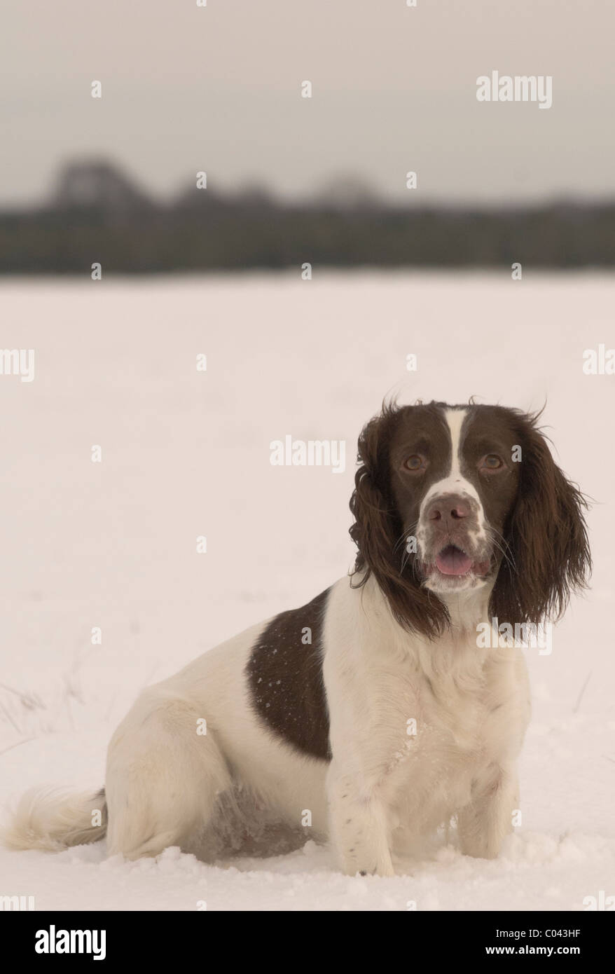 English Springer Spaniel, a working gun dog, training in deep snow, portrait Stock Photo