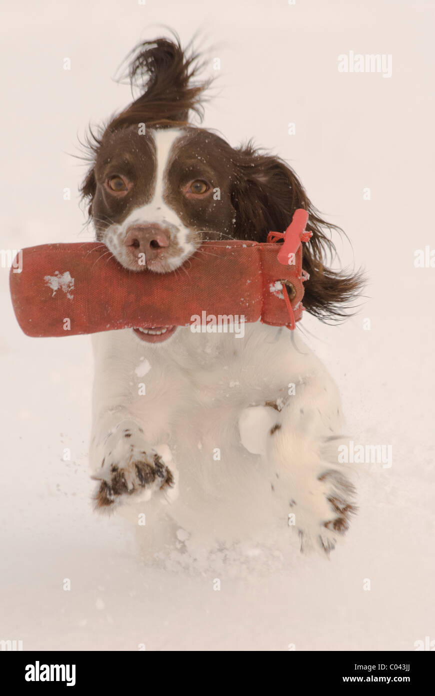 English Springer Spaniel, a working gun dog, training in deep snow and carrying or retrieving a training dummy Stock Photo