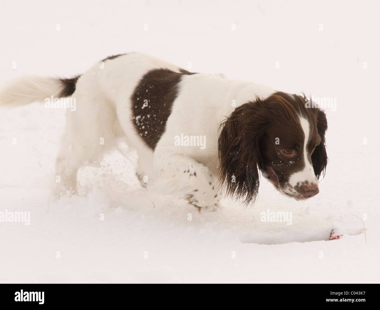 English Springer Spaniel, a working gun dog, training in deep snow Stock Photo