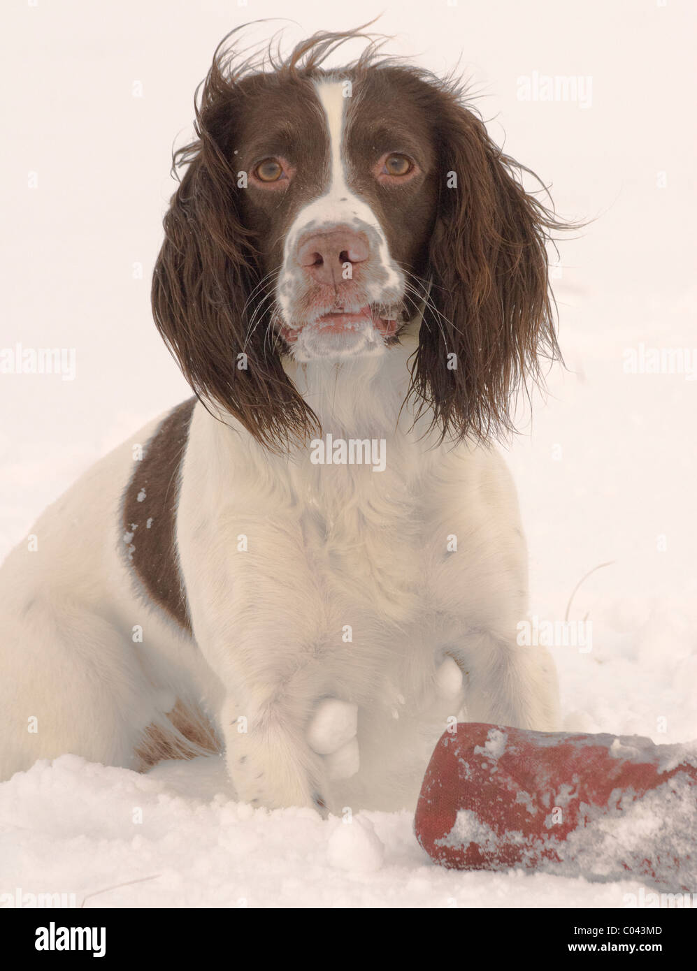 English Springer Spaniel, a working gun dog, training in deep snow and carrying or retrieving a training dummy Stock Photo