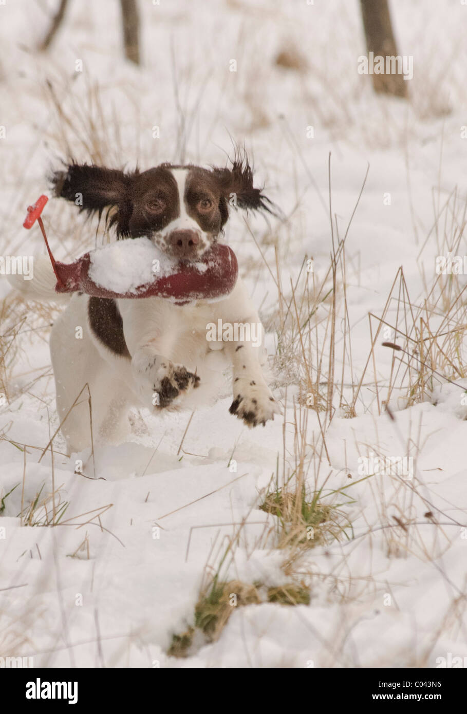 English Springer Spaniel, a working gun dog, training in deep snow  carrying or retrieving a training dummy Stock Photo