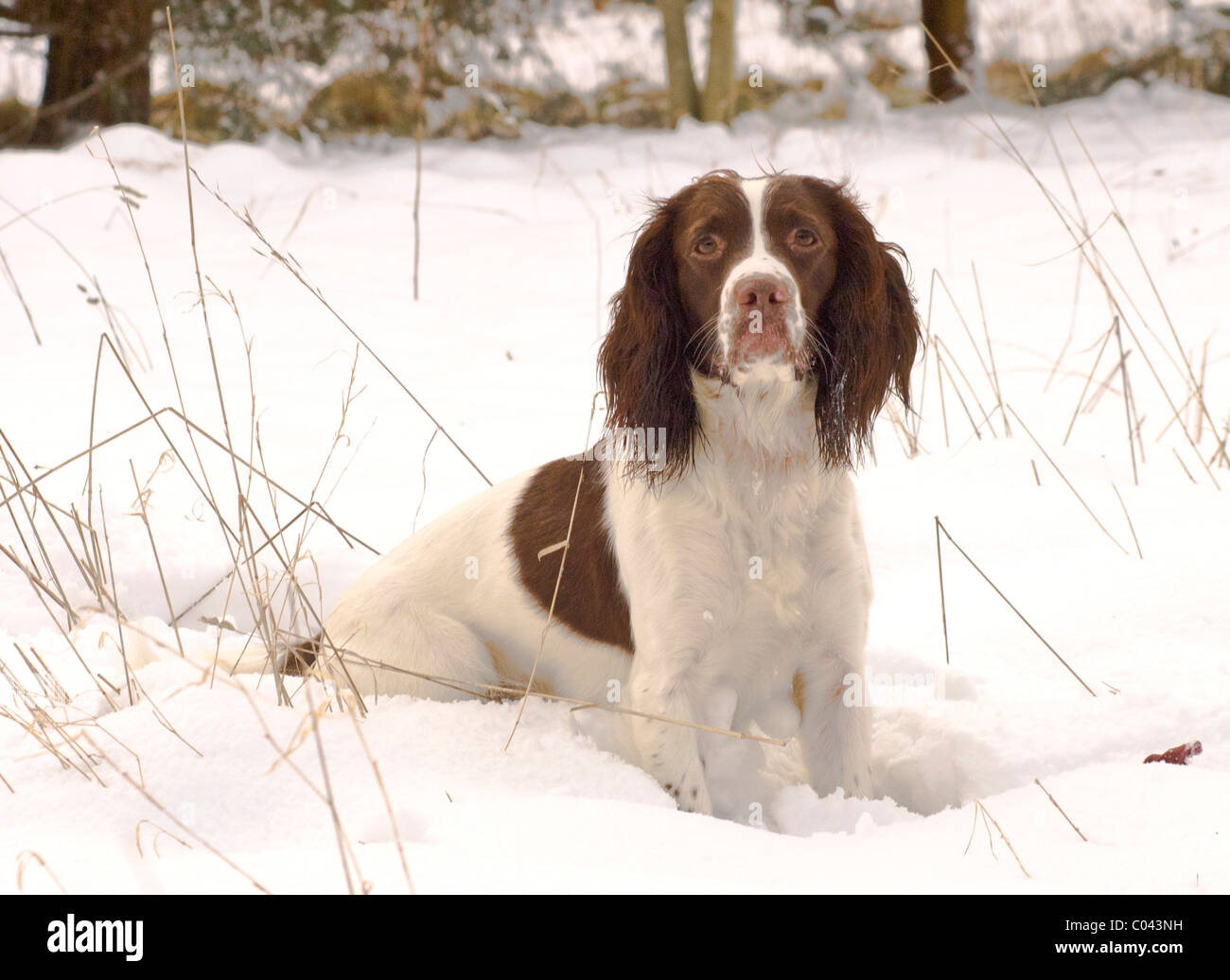 English Springer Spaniel, a working gun dog, training in deep snow, Stock Photo