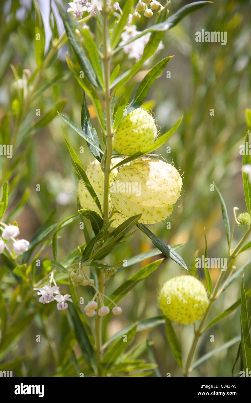 Asclepias physocarpa or Balloon Milkweed in Kirstenbosch Stock Photo