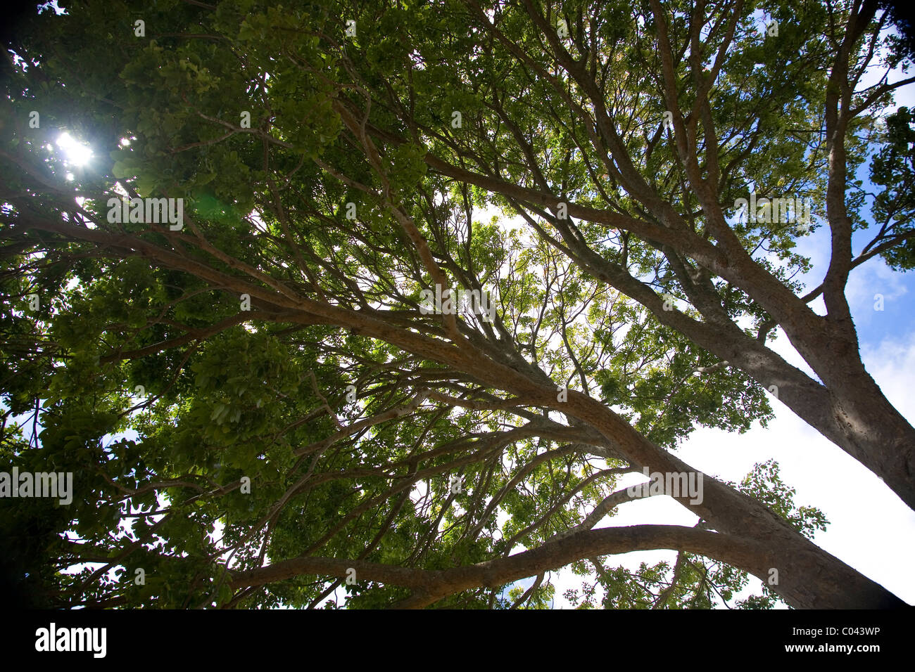 African mahogany tree at Kirstenbosch in Cape Town Stock Photo