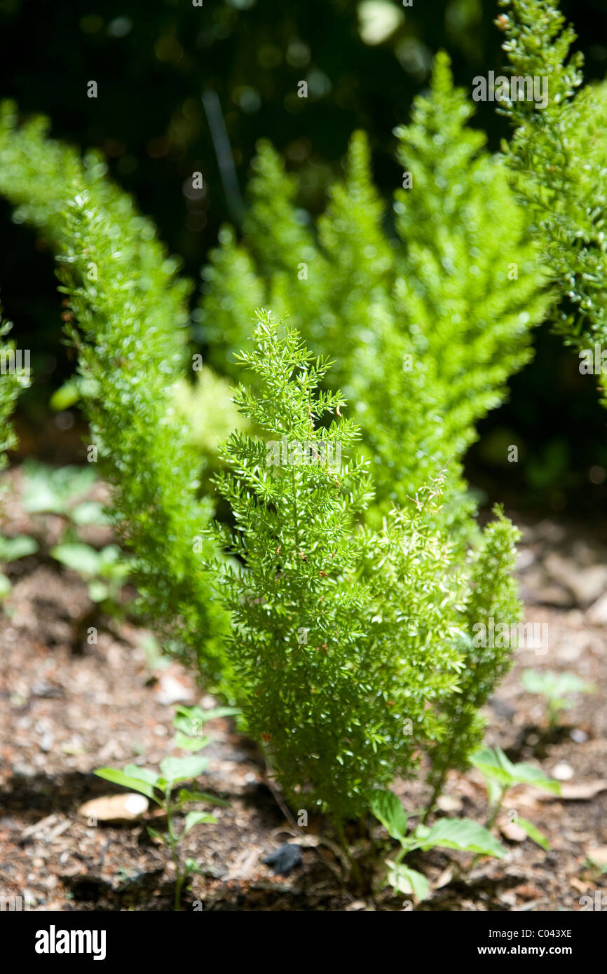 Asparagus Densiflorus or Cat's Tail Asparagus at Kirstenbosch Gardens in Cape Town Stock Photo
