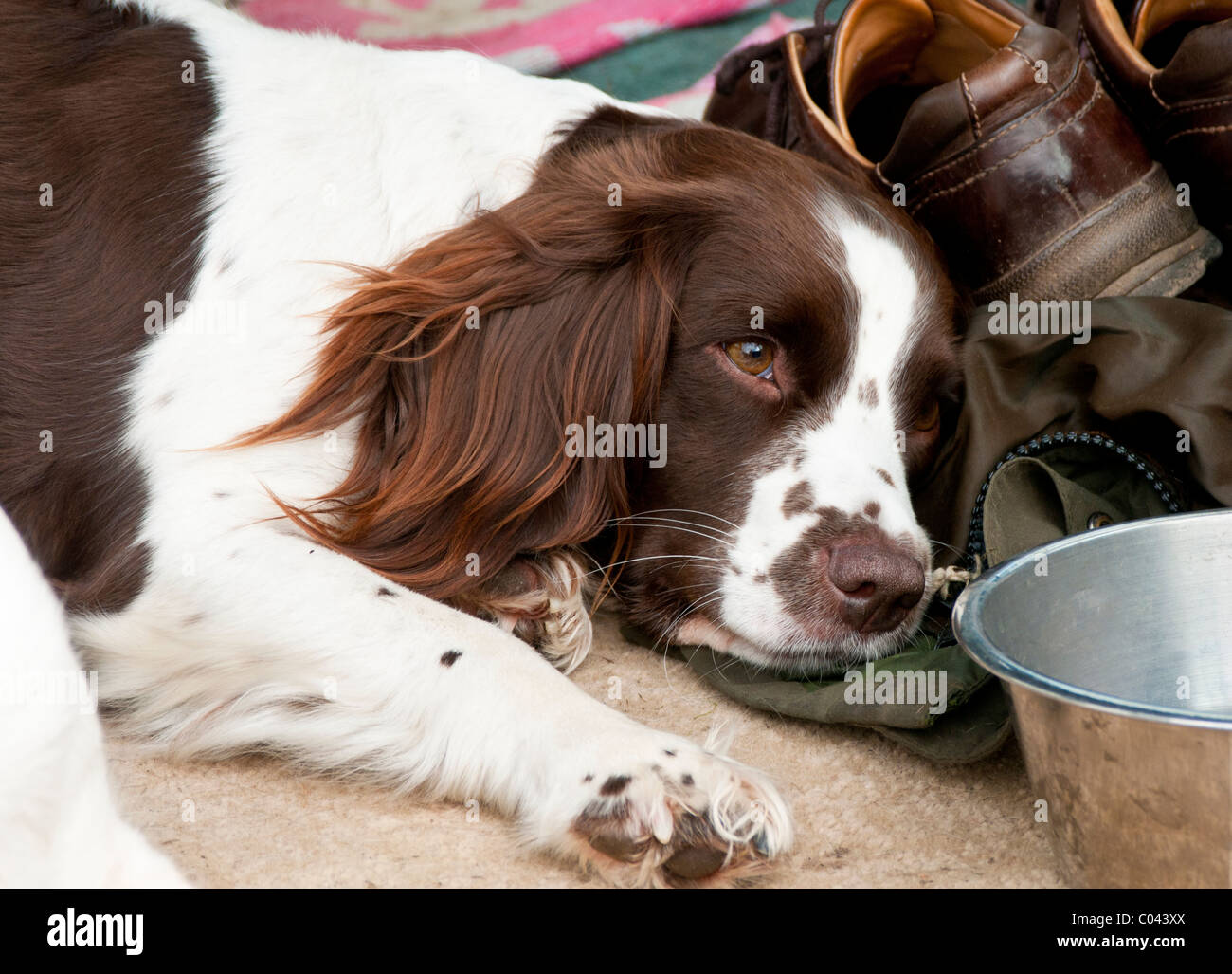 English Springer Spaniel, a working gun dog, resting during a game shoot in a car. Stock Photo