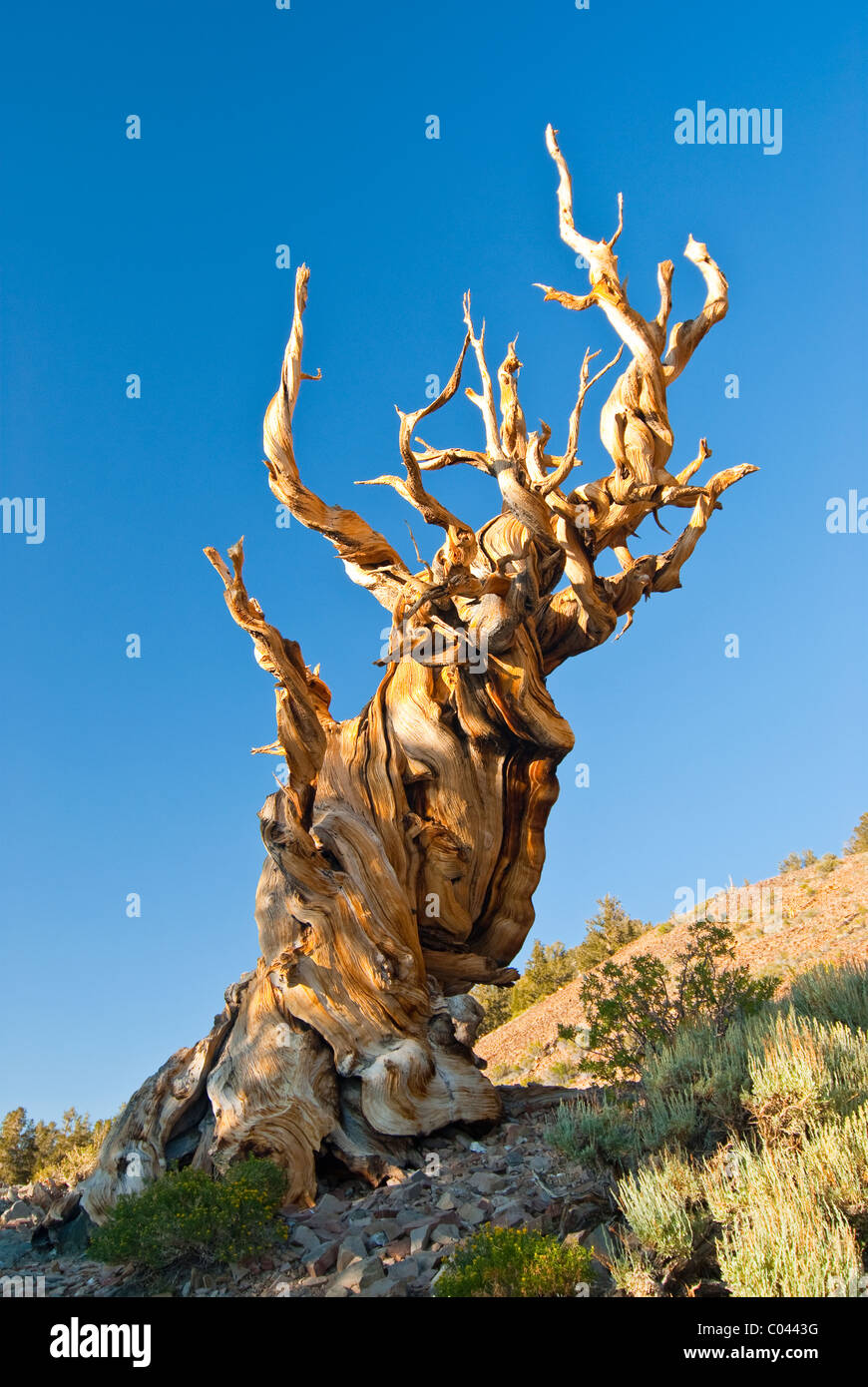 Ancient Bristlecone Pines in the Inyo National Forest Stock Photo