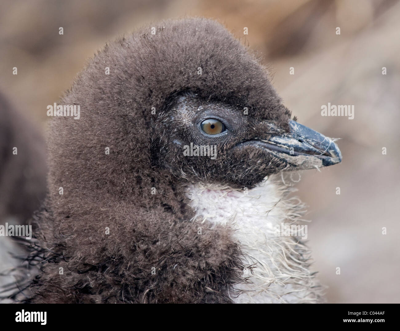 Rockhopper Penguin chick (eudyptes chrysocome), West Point Island, Falklands Stock Photo