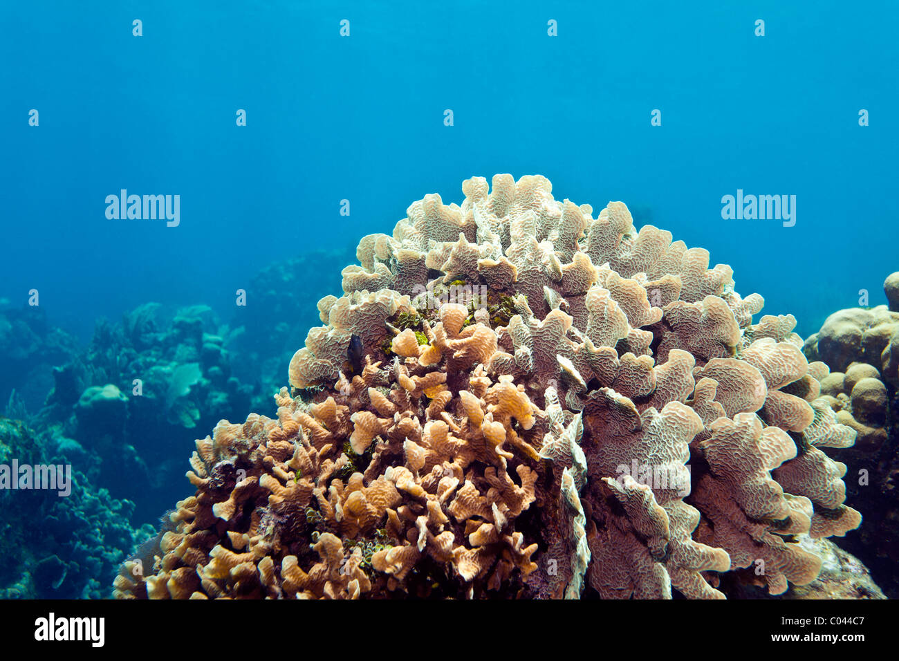 Coral Gardens with lettuce coral off the coast of Roatan Honduras Stock Photo
