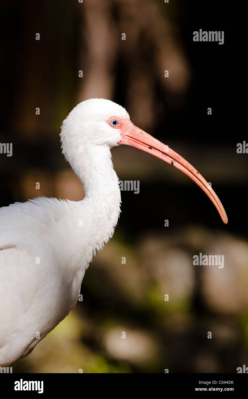 White Ibis ( Eudocimus albus) in Everglades National Park in Florida Stock Photo