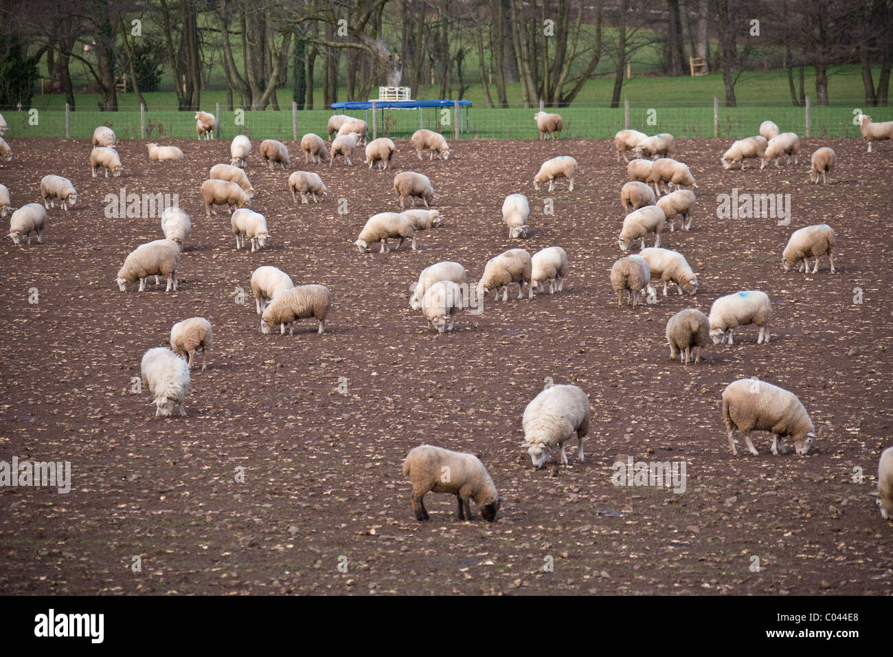 Sheep grazing turnips in Wales Stock Photo Alamy