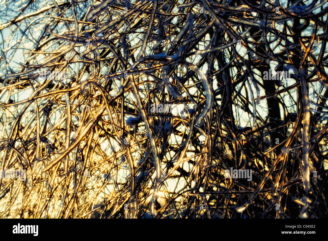 Frozen tree branches close up hi-res stock photography and images - Alamy