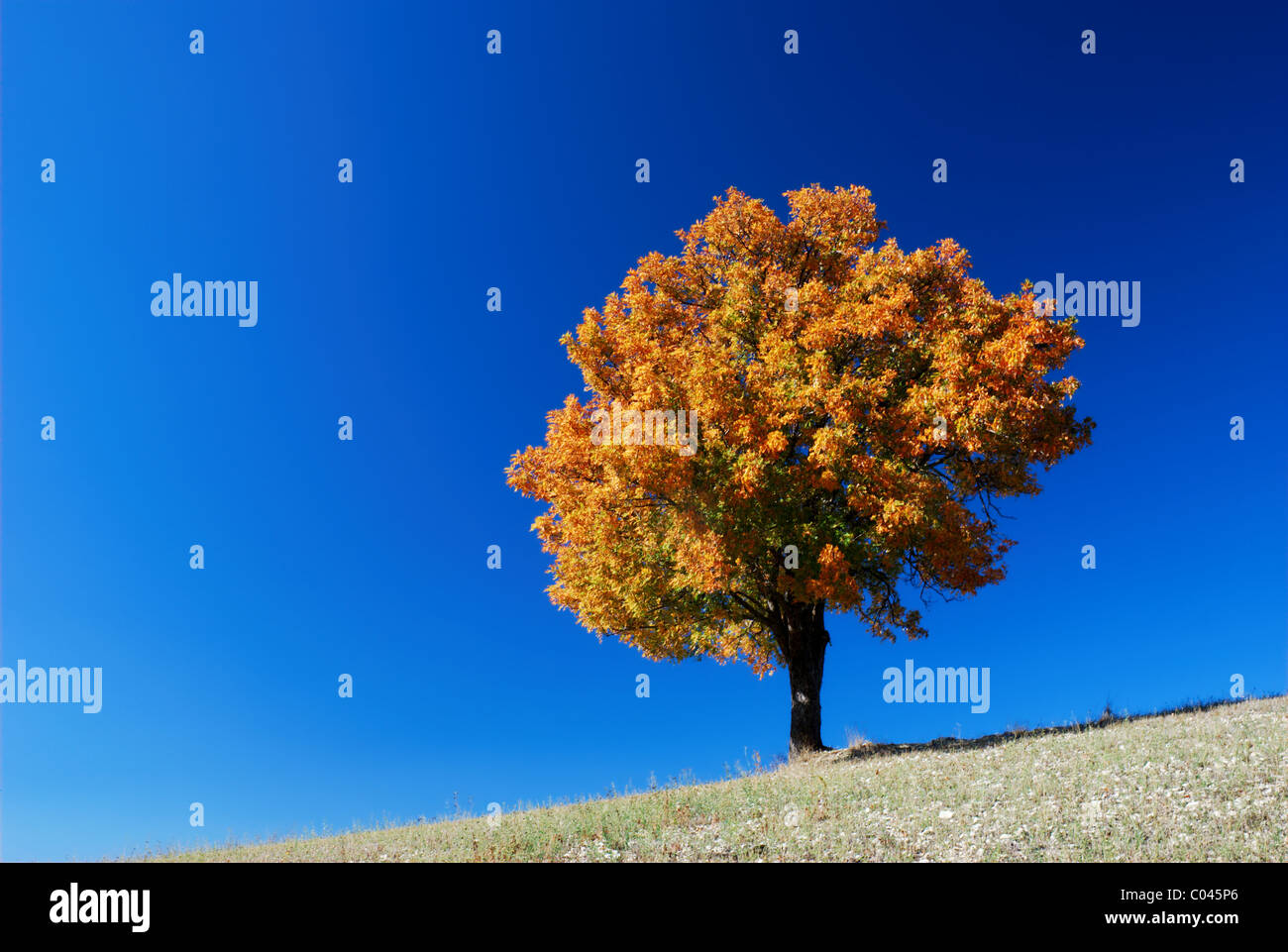 Tree in bright fall colors under clear blue sky Stock Photo - Alamy