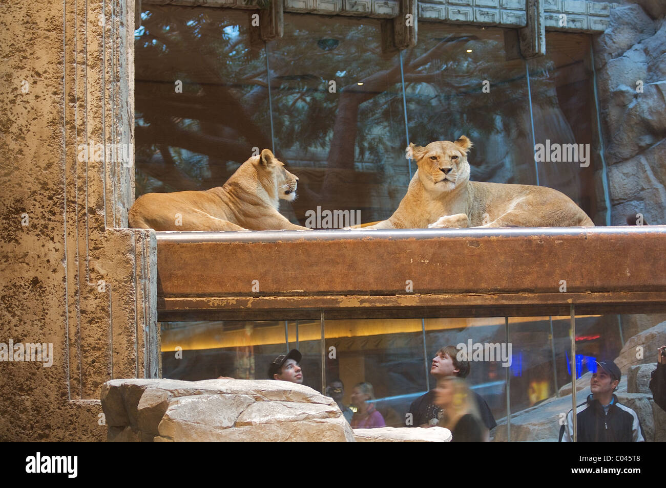 The MGM Grand Lion Habitat in the MGM Grand Hotel and Casino in Las Vegas Stock Photo