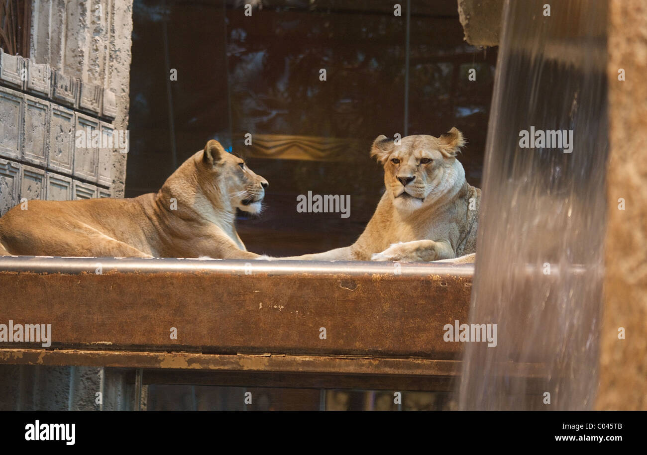 Two lions at the MGM Grand Lion Habitat in Las Vegas Stock Photo
