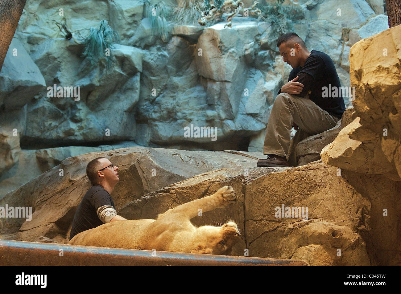 Two keepers and a lion inside the MGM Grand Lion Habitat in Las Vegas Stock Photo