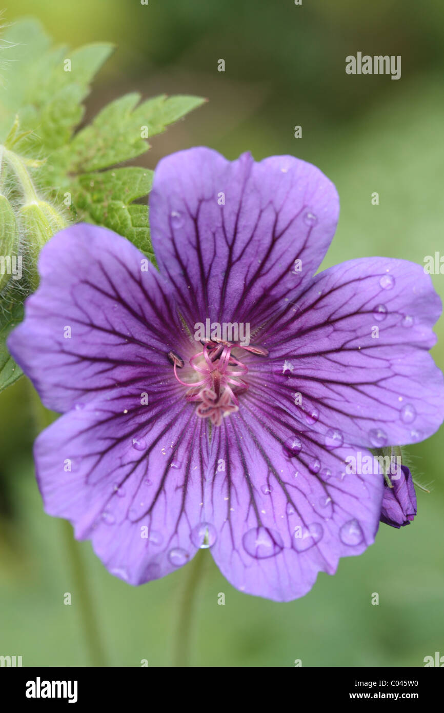 Blue flower with pink stamens hires stock photography and images Alamy