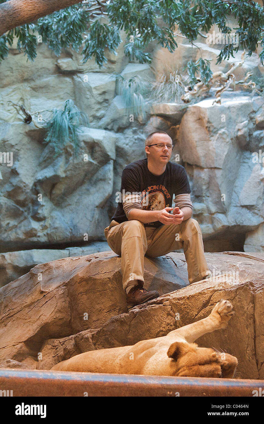 A keeper sits on a rock over a lion in the MGM Lion Habitat in Las Vegas Stock Photo