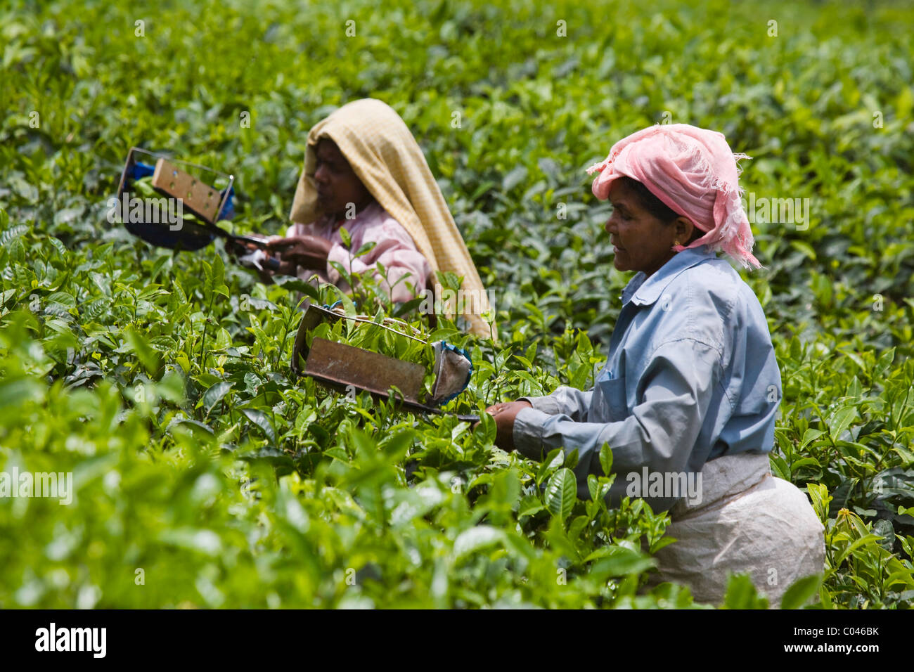 Harvesting tea at tea plantation, Kerala, India Stock Photo