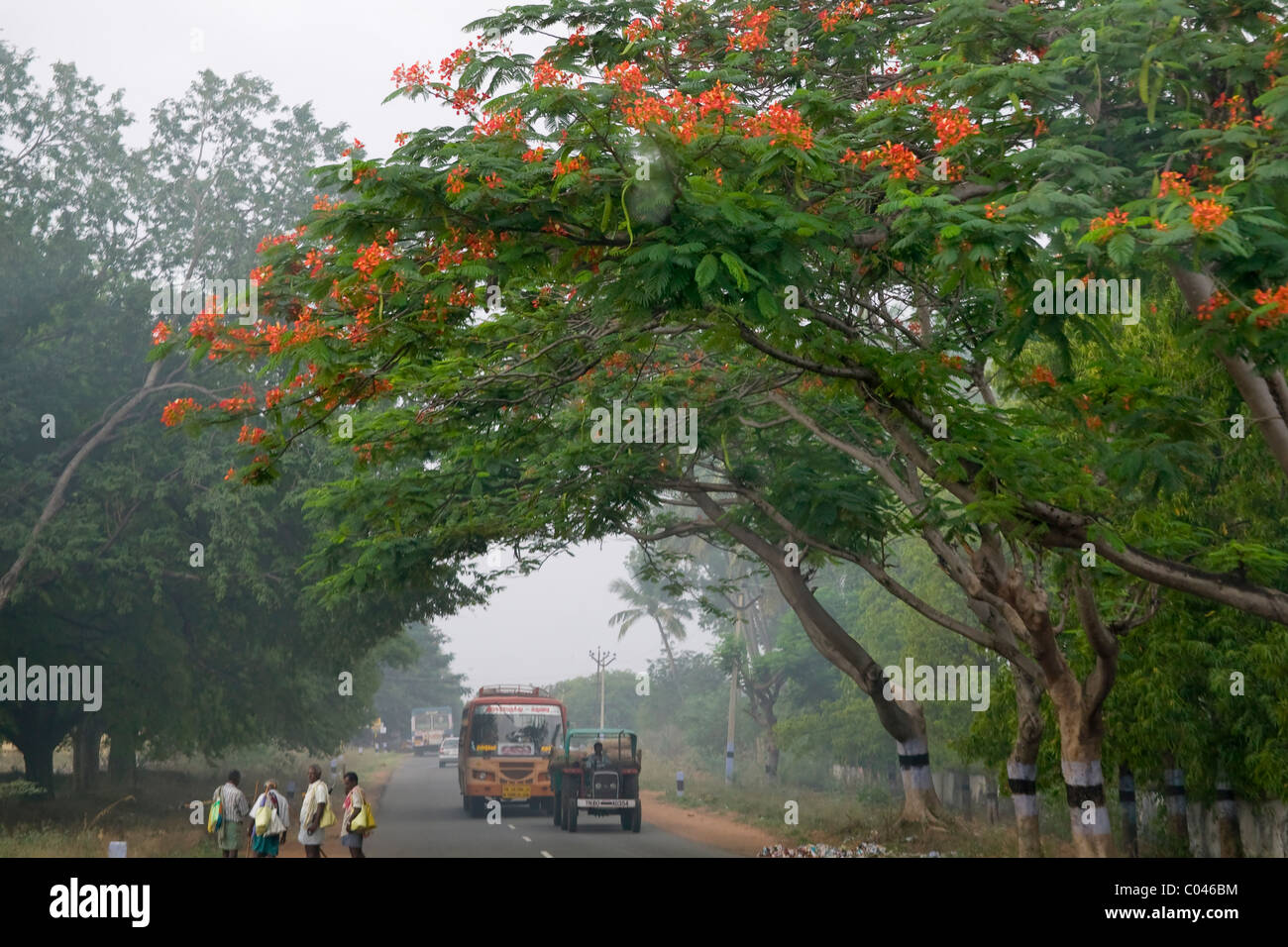 Flowering Trees In Kerala Mall Kerala 12 Seeds Of Gulmohar Royal Poinciana Delonix Regia Flame