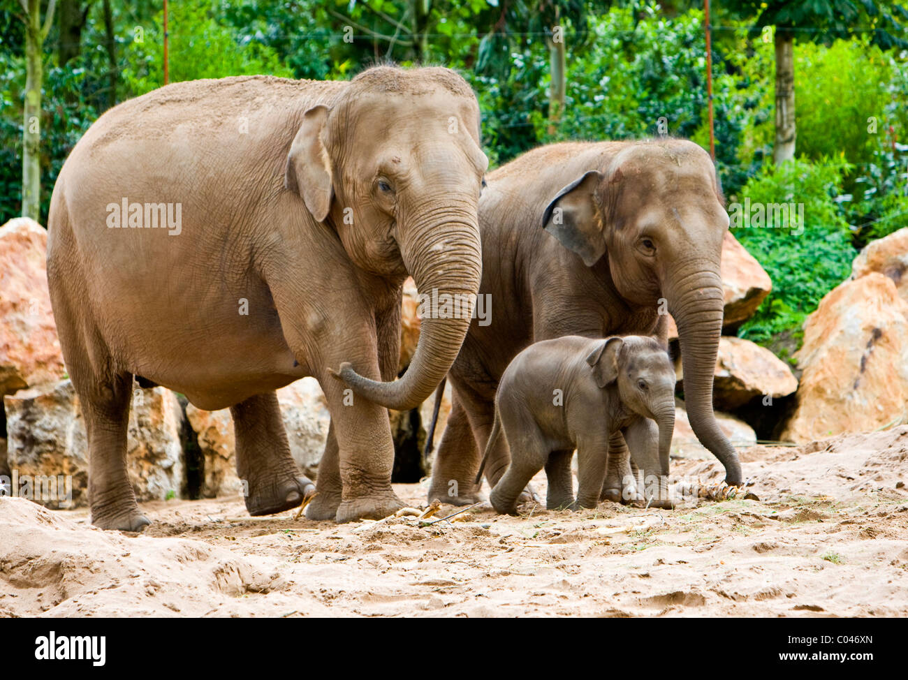 Elephant family Stock Photo