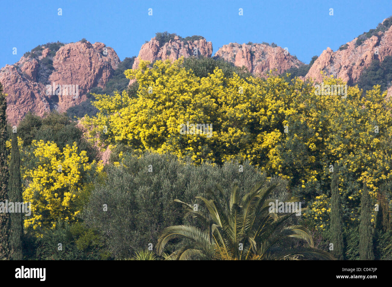Yellow mimosa, palm tree, cypress ahead of pink rocks of Esterel